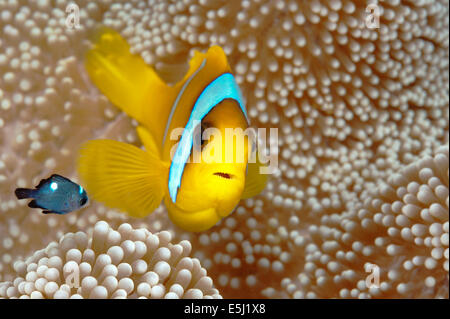 Zwei-banded Clownfische auf seine Anemone im Roten Meer Küste von Sudan Stockfoto