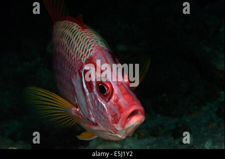 Sabre Squirrelfish im Roten Meer Küste von Sudan Stockfoto