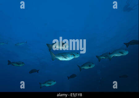 Schule von schwarzen und weißen Snapper im Roten Meer Küste von Sudan Stockfoto