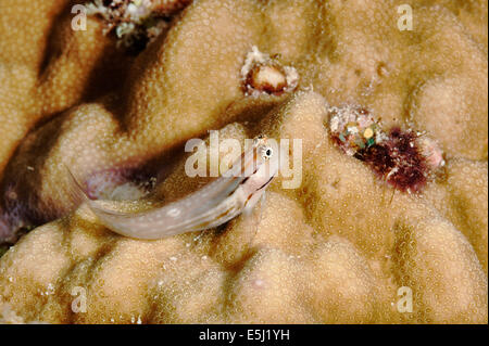 Auge-Bar Grundel auf einer Koralle im Roten Meer Küste von Sudan Stockfoto