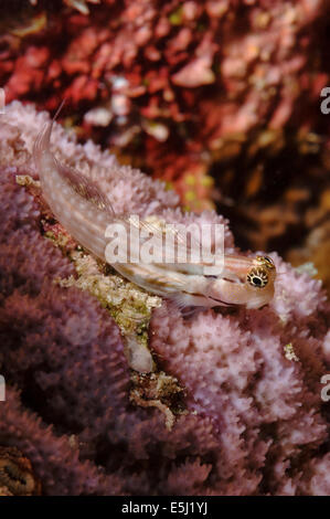 Auge-Bar Grundel auf einer Koralle im Roten Meer Küste von Sudan Stockfoto