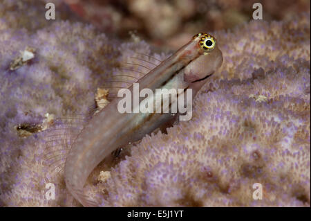 Auge-Bar Grundel auf einer Koralle im Roten Meer Küste von Sudan Stockfoto
