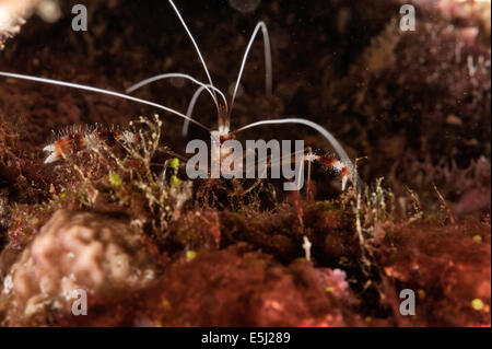 Banded Coral Garnelen im Roten Meer Küste von Sudan Stockfoto