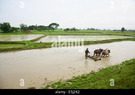 Pflügen mit Ochsen liegt in Bago, Myanmar Burma Stockfoto