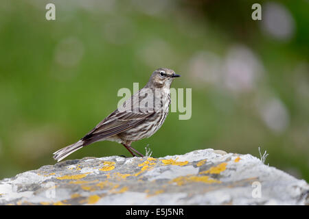 Rock-Pieper, Anthus Petrosus, einziger Vogel auf Felsen, Orkney, Juni 2014 Stockfoto