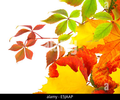 farbige Herbstblätter isoliert auf weißem Hintergrund Stockfoto
