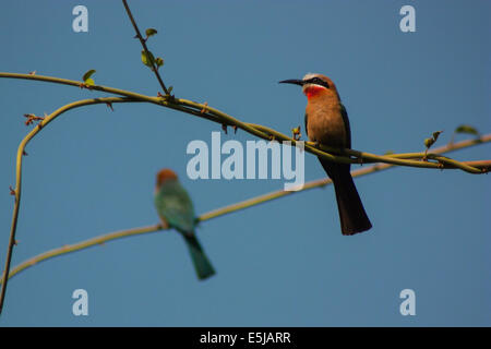 White-fronted Bienenfresser (Merops Bullockoides) hocken auf Reben Stockfoto