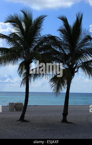 Palmen wachsen auf dem Sand des Strandes am Atlantischen Ozean in Hollywood Beach, Florida, USA Stockfoto