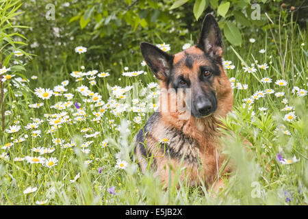 Der Hund Deutscher Schäferhund liegt auf einer Lichtung in einem grünen Rasen und Blumen, in weißen Margeriten, Kamille Stockfoto