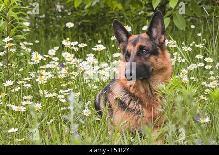 Der Hund Deutscher Schäferhund liegt auf einer Lichtung in einem grünen Rasen und Blumen, in weißen Margeriten, Kamille Stockfoto