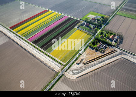 Niederlande, Nagele, Bauernhöfe, Ackerland und blühende Tulpen. Antenne. Flovopolder Stockfoto
