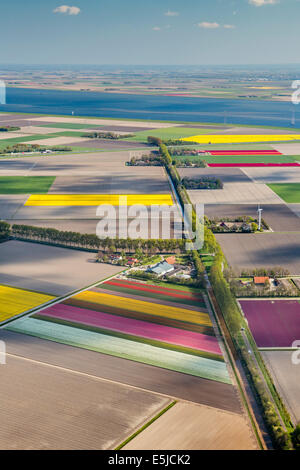 Niederlande, Nagele, Bauernhöfe, Ackerland und blühende Tulpen. Antenne. Flovopolder. Stockfoto