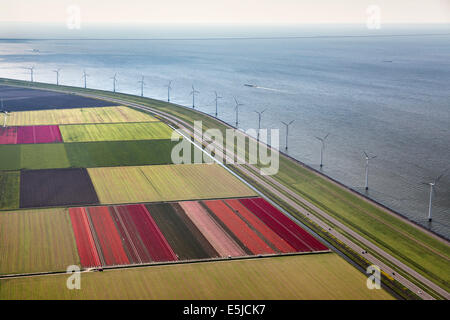 Niederlande, Lelystad, See namens IJsselmeer. Windenergieanlagen. Blühende Tulpen. Antenne. Flovopolder. Stockfoto