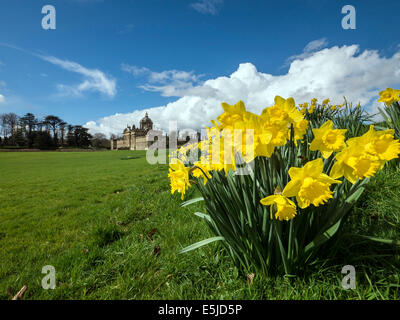 Narzissen Zeitpunkt Castle Howard, in der Nähe von Malton, North Yorkshire Stockfoto