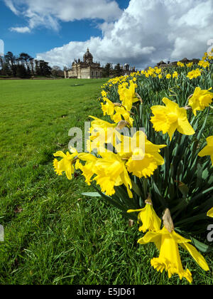 Narzissen Zeitpunkt Castle Howard, in der Nähe von Malton, North Yorkshire Stockfoto