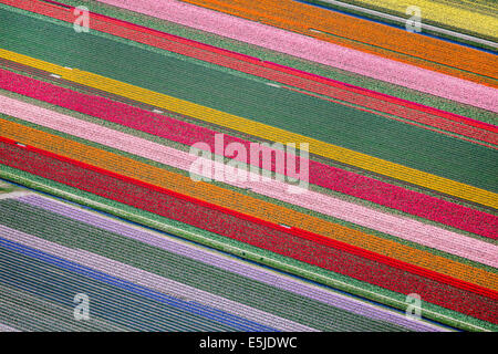 Niederlande, Burgervlotbrug, Tulpenfelder. Luftbild Stockfoto