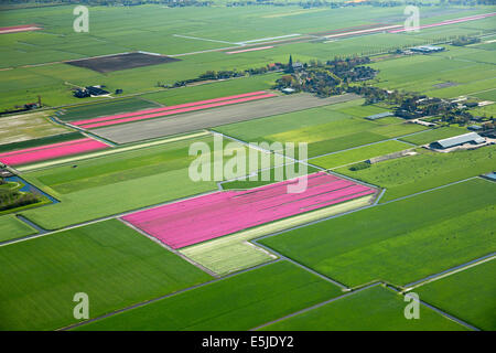 Niederlande, De Weere, Dorf und Bauernhöfe, Tulpenfelder. Luftbild Stockfoto
