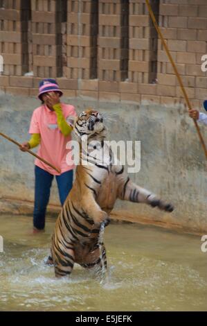 Tiger Tempel Thailand Stockfoto
