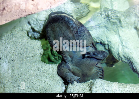 Der chinesische Riesensalamander, Männlich, dessen Alter auf weniger als 40 Jahre geschätzt wird, hat eine satte Messleistung Stockfoto