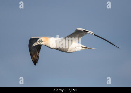 Niederlande, Den Helder, Niederlande Wirtschaftszone auf Nordsee. Basstölpel (Morus Bassanus) Stockfoto