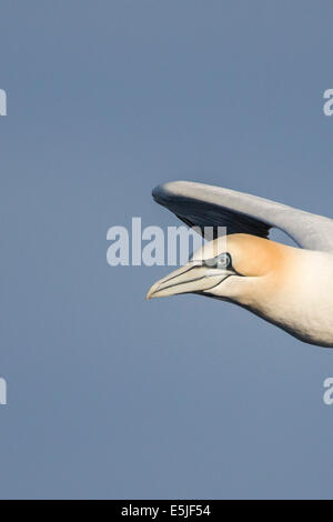 Niederlande, Den Helder, Niederlande Wirtschaftszone auf Nordsee. Basstölpel (Morus Bassanus) Stockfoto