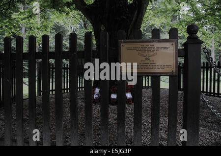 Der letzte Baum im Delville Holz, South African National Memorial und Museum Stockfoto