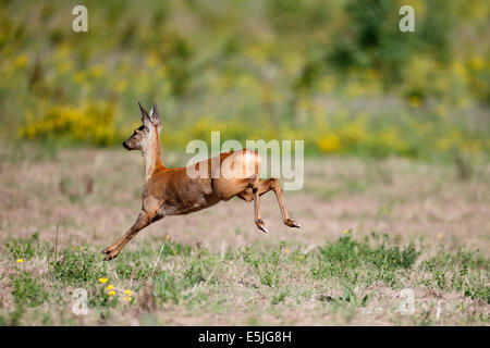 Rehe, Capreolus Capreolus, einziges Säugetier läuft im Feld, Warwickshire, Juli 2014 Stockfoto