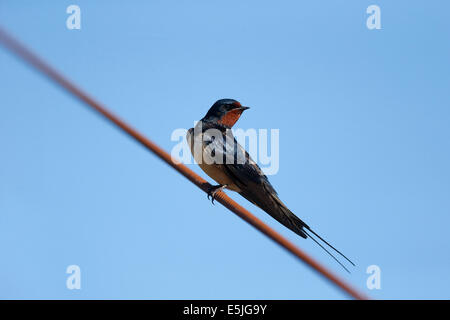 Schwalbe, Hirundo Rustica, einziger Vogel auf Draht, Cornwall, Juni 2014 Stockfoto