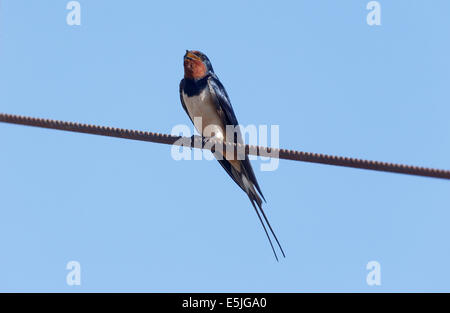 Schwalbe, Hirundo Rustica, einziger Vogel auf Draht, Cornwall, Juni 2014 Stockfoto