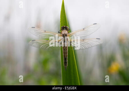 Eine vier-spotted Chaser Libelle mit angenehmen Hintergrund Stockfoto