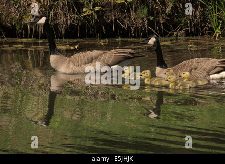 Kanadische Gänse (Branta Canadensis) einer Familie eines Tages alte Gänsel genießen Sie einen Ausflug auf einem kleinen See in der Sierra Foothills der noch Stockfoto