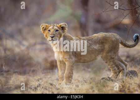 Indische Löwenjunges [Panthera Leo Persica] an der Gir Forest, Gujarat in Indien. Stockfoto