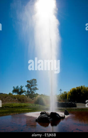 Old Faithful Geysir, Calistoga im Napa Valley, Kalifornien Stockfoto