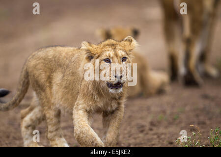 Asiatischen indischen Löwenjunges [Panthera Leo Persica] an der Gir Forest, Gujarat in Indien. Stockfoto