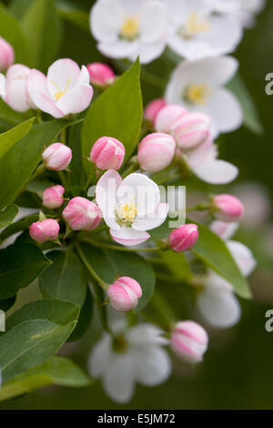 Malus Floribunda. Japanische Blüte Crab Apple. Stockfoto