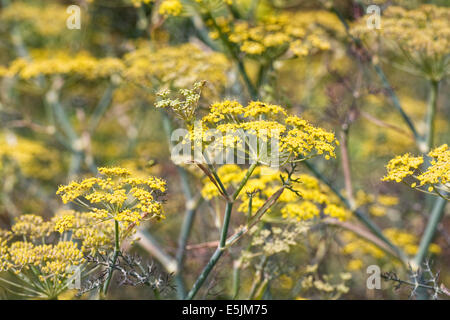 Foeniculum Vulgare 'Purpureum'. Bronze-Fenchel Blumen. Stockfoto