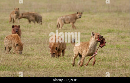 Gruppe von Hyänen mit einem das Bein von einem Kill trägt Stockfoto