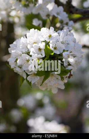 Prunus Avium. Süßkirsche 'Sunburst' Blüte gegen einen roten Backsteinmauer. Stockfoto