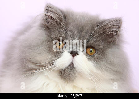 Junge bicolor Perserkatze Stockfoto