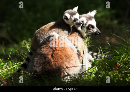 West Midland Safaripark Stockfoto