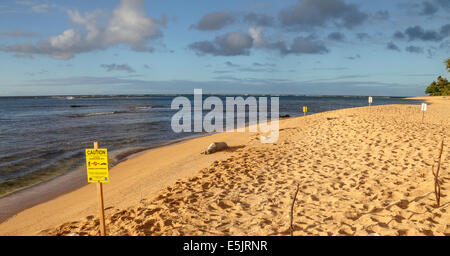 Hawaiianische Mönchsrobbe ruht in der Nähe von Tunnels Beach auf Kauai bei Sonnenuntergang Stockfoto