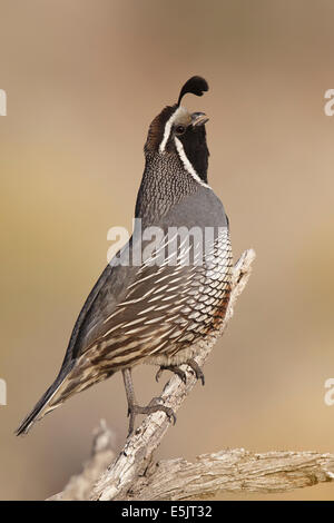 Kalifornien Wachteln - Art Californica - Männchen Stockfoto