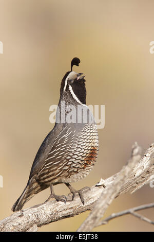 Kalifornien Wachteln - Art Californica - Männchen Stockfoto