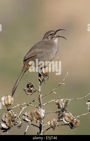 California Thrasher - Toxostoma Redivivum - Erwachsene Stockfoto