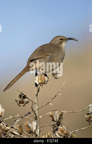 California Thrasher - Toxostoma Redivivum - Erwachsene Stockfoto