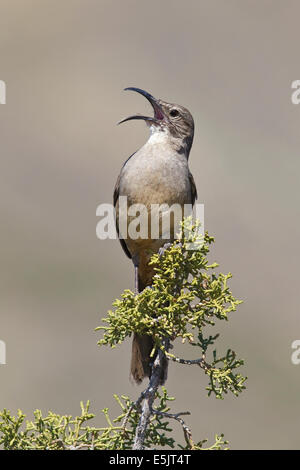 California Thrasher - Toxostoma Redivivum - Erwachsene Stockfoto