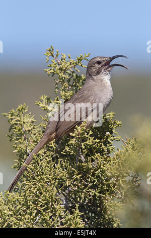 California Thrasher - Toxostoma Redivivum - Erwachsene Stockfoto