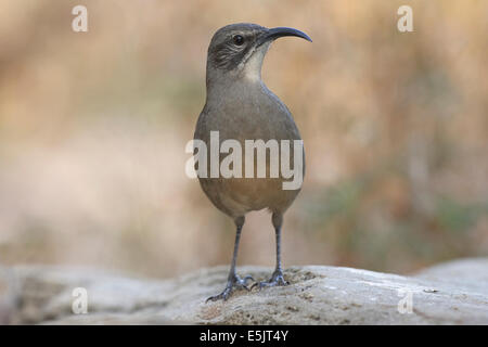 California Thrasher - Toxostoma Redivivum - Erwachsene Stockfoto