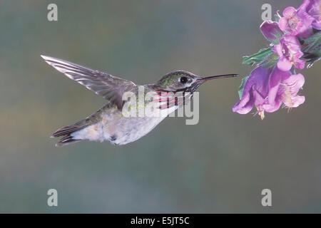 Calliope Kolibri - Stellula Calliope - Männchen Stockfoto