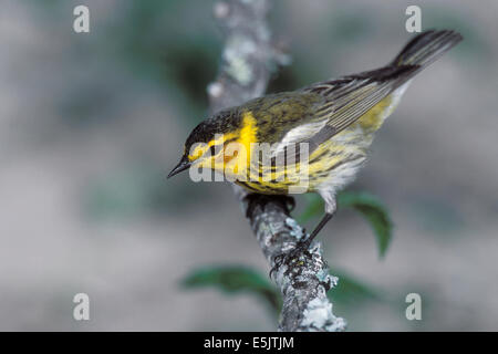 Cape May Warbler - Dendroica - Männchen Stockfoto